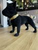Richmond Dog Spike Francia Bulldog Dekoráció Gyanta Fekete Bársony