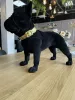 Richmond Dog Spike Francia Bulldog Dekoráció Gyanta Fekete Bársony
