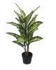 KARE Design Dieffenbachia Műnövény Dekoráció 100 cm