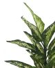 KARE Design Dieffenbachia Műnövény Dekoráció 100 cm