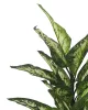 KARE Design Dieffenbachia Műnövény Dekoráció 100 cm