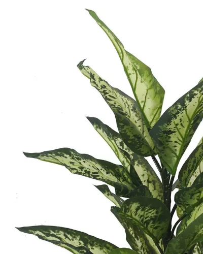 KARE Design Dieffenbachia Műnövény Dekoráció 100 cm