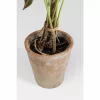 KARE dekoratív növény ALOCASIA 80 cm