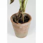 KARE dekoratív növény ALOCASIA 80 cm