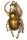 KARE Design Atlas Beetle Arany Fali Dekoráció