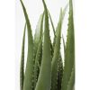 KARE Design Műaloe Dekoratív Növény 69 cm
