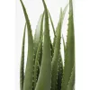KARE Design Műaloe Dekoratív Növény 69 cm