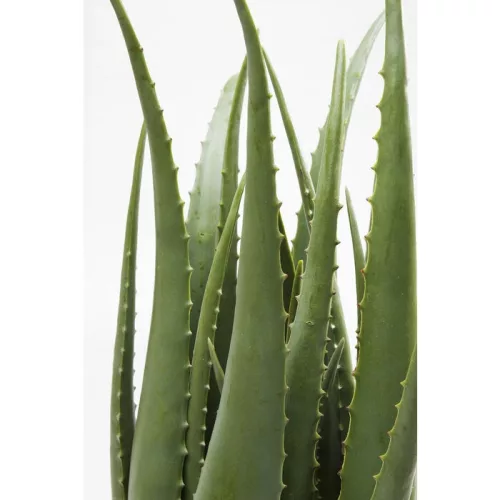 KARE Design Műaloe Dekoratív Növény 69 cm