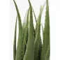 KARE Design Műaloe Dekoratív Növény 69 cm