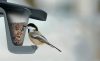 Birdyfeed Double Antracit Madáretető 280