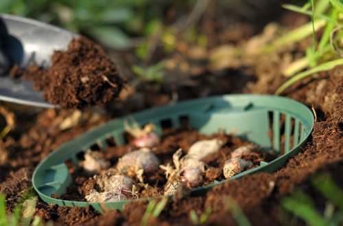 Onion II Hagymaültető Kosár Erdőzöld 215mm csomag
